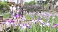 玉名市の高瀬裏川のハナショウブ見頃【熊本】