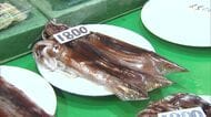 【函館に活気戻る】スルメイカ漁 “約3週間ぶり”に小型船が水揚げ_観光客は「食べられてよかった」”競りの最高値”7900円に関係者は「みんな頑張って買ってくれた」〈北海道〉