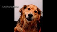階段を埋め尽くすほどの犬　住宅に80匹超の犬と猫放置　適切な世話を怠った男に有罪判決　ほとんどが新しい飼い主のもとへ　イギリス