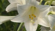 純白の花が咲き競う コンビナート近くの公園でエラブユリが見ごろ【岡山・倉敷市】