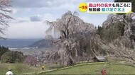 高山村の『五代桜』 早くも見ごろ 10日ころに満開の見込み 桜前線駆け足で北上中