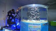 大水槽で泳ぐ魚たちを“真上”から…魚津水族館がリニューアル …