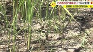 連日の暑さと少ない雨量で干上がった農業用のため池　対策とるも…“貯水率ほぼゼロ”農家「初めての経験」【山形発】