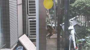 【独自】角材で飼い犬殴る男性に直撃 虐待に「わたしはそうは思わない」