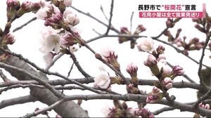 長野市で桜が開花 例年より11日早く 花見小屋は営業断念 市内で初の感染者受けて
