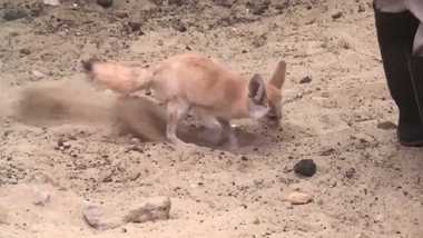 “お手伝い”フェネックの高速砂かき! その前で掃く飼育員は大助かり…なのか聞いてみた