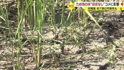 連日の暑さと少ない雨量で干上がった農業用のため池　対策とるも…“貯水率ほぼゼロ”農家「初めての経験」【山形発】