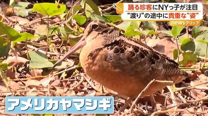 NYマンハッタン中心部の公園に“躍る鳥”出現　ノリノリな珍客、実は渡り鳥だった　「普段と違って･･･」視線くぎ付け