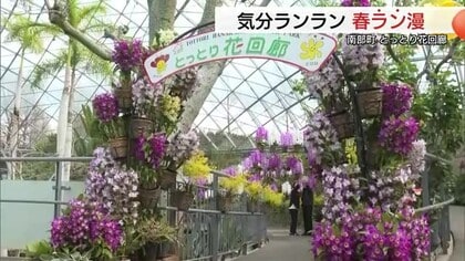 春爛漫！コチョウランのトンネル「幸せが飛んでくる」約3500株が華やかな空間演出　とっとり花回廊
