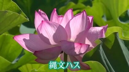 古代のロマン咲く　縄文ハスが見ごろ　小浜市・国分寺横の池に鮮やかに開花