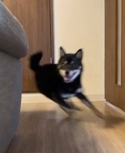 「可愛いか確認できない」現れては消える柴犬が想像以上のハイスピード！普段から駆け回っているのか聞いた