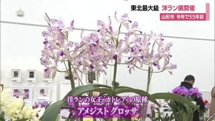 道の駅やまがた蔵王で「洋蘭と草花の祭典」開催中・25日まで　山形