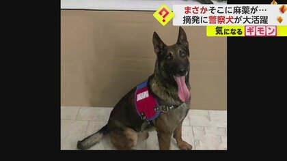 【警察犬のお手柄】麻薬11キロと銃2丁を摘発　ハチの巣箱の前で“ここにあるぞ！”　鋭い嗅覚で大活躍　トルコ