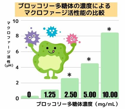酷暑、冷房、夏の疲れからくる夏風邪対策に期待の成分「ブロッコリー多糖体」※が自然免疫の貪食細胞マクロファージを活性化することが明らかに