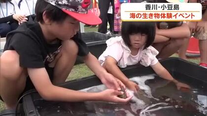 うどんのだしに使われるイリコの“解剖”って…？小豆島の池田港で海の生き物に触れる体験イベント【香川】