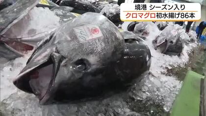 日本海の天然クロマグロ初水揚げ！シーズン到来で境港に活気　市場に86本の“黒いダイヤ”並ぶ（鳥取）