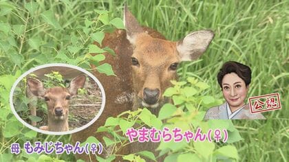やまむらちゃん＆もみじちゃんの2頭のみ…絶滅の危機に瀕する名古屋城の『シカ』京都で殺処分待つ野生個体の受け入れプラン浮上