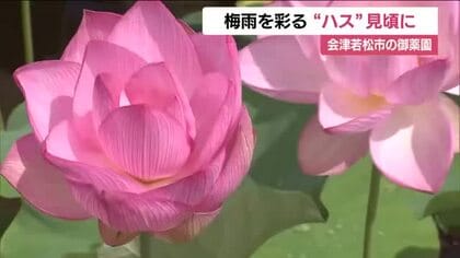 会津若松市・御薬園　ハスが見ごろを迎える　梅雨空にも映える佇まい　福島