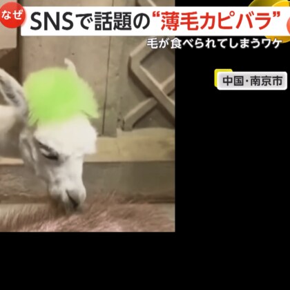 【なぜ】「草と思って食べている？」アルパカがカピバラの体毛をむしゃむしゃ食べ続け…カピバラは薄毛に　専門家「毛ではなく老廃物食べている」　中国