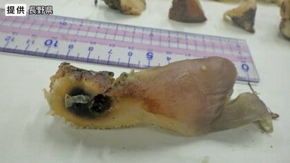 知人からもらったキノコ食べ8人が食中毒、うち3人入院　毒キノコ「ツキヨタケ」を「ウスヒラタケ」と間違える　煮物やスープの具に…事業所でふるまわれる