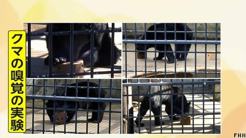 クマが好む「ガソリンやペンキ」のにおい…近づき体をすりつける様子も　専門家は冬眠の遅れによる「今年いっぱい警戒」を指摘