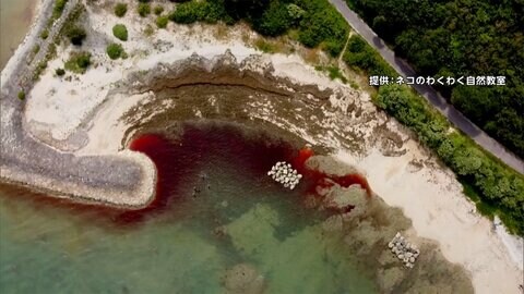 沖縄の海 なぜ赤く染まる　出現には同時に4つの条件