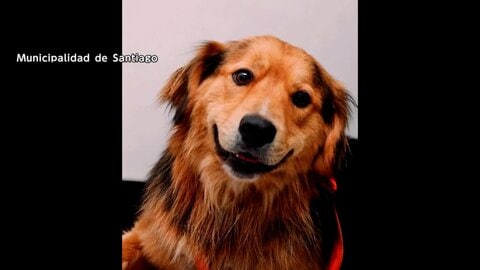 階段を埋め尽くすほどの犬　住宅に80匹超の犬と猫放置　適切な世話を怠った男に有罪判決　ほとんどが新しい飼い主のもとへ　イギリス
