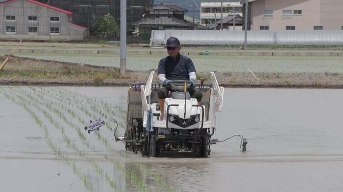 新品種「ひなたまる」の田植え(佐賀・白石町)2025年6月20日
