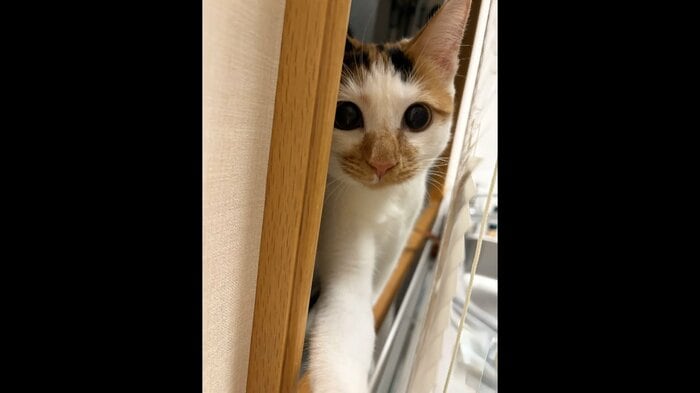 愛子さまが撮影された「美海」　宮内庁提供