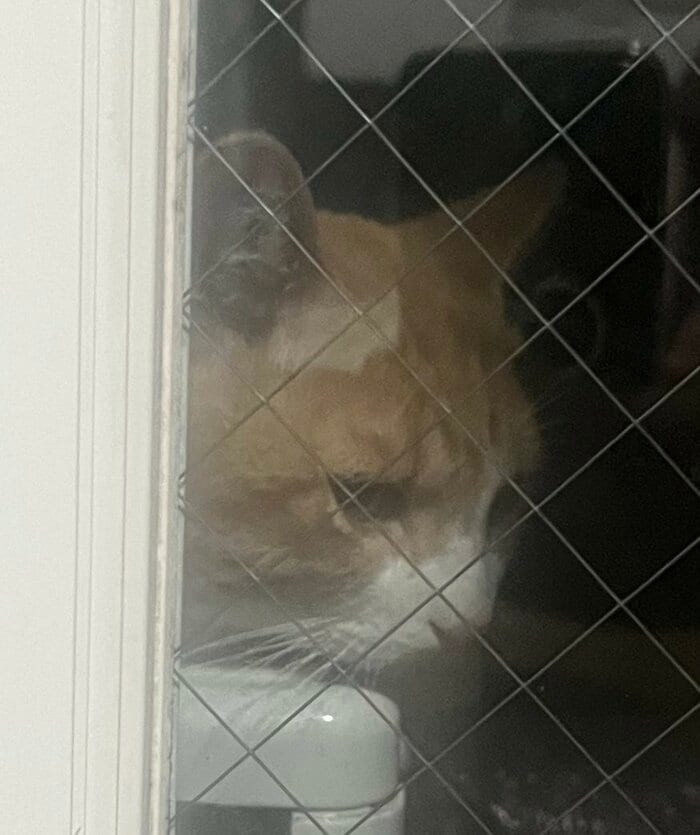 野良猫時代のきなこくん