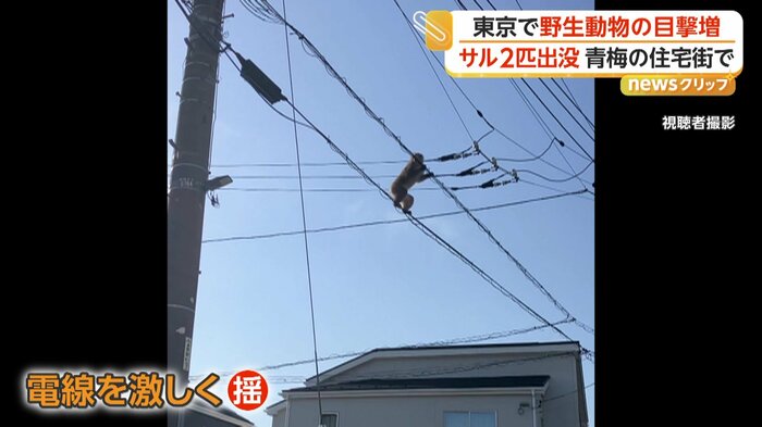 電線を激しく揺らすサル