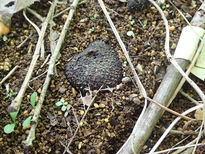 人工発生に成功した黒トリュフ(画像提供:岐阜県森林研究所)