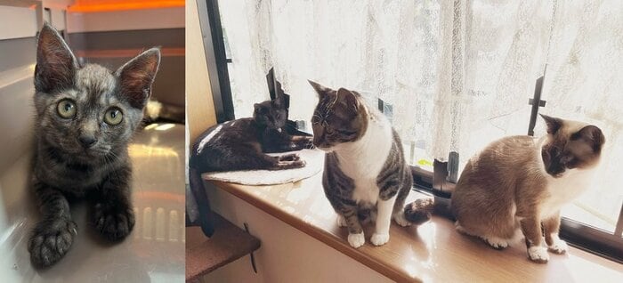 現在は4匹で暮らしている。左の子猫が新入りで、窓際の1番右がつむぎちゃん