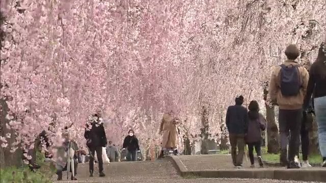 日中線のしだれ桜 観光名所が多い喜多方市 JR利用者の増加に期待