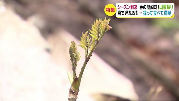 タラノメ