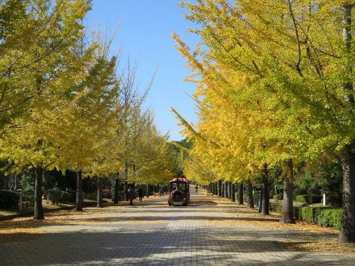 埼玉県の秩父ミューズパーク(提供:埼玉県)