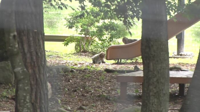 公園にもサルの姿(長野県安曇野市)