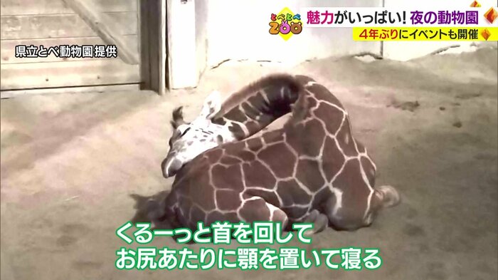 熟睡するキリンの小夏ちゃん(県立とべ動物園提供)