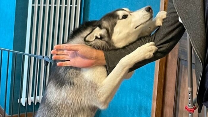 喜びで耳が後ろにぺたり