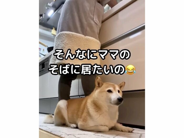 提供:柴犬Mamesuke・Korosuke大阪さん
