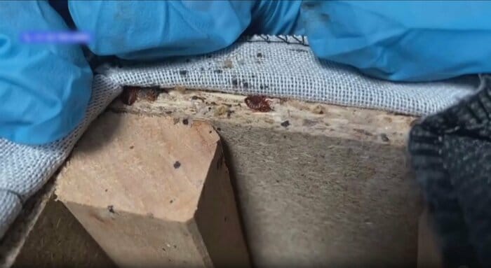 韓国で大量発生しているトコジラミ