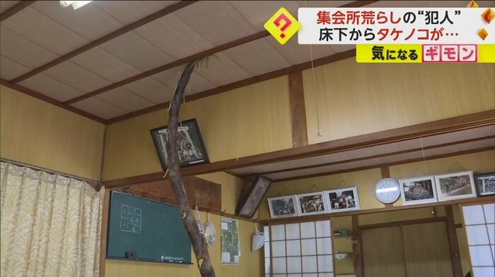 タケノコが天井にまで到達している