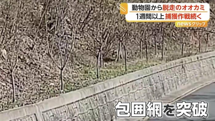 警察の包囲網を抜けてダッシュで逃げるオオカミ