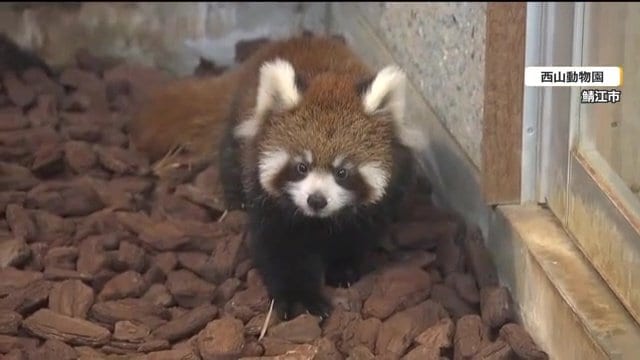 飼育舎内を歩き回る赤ちゃんレッサーパンダ