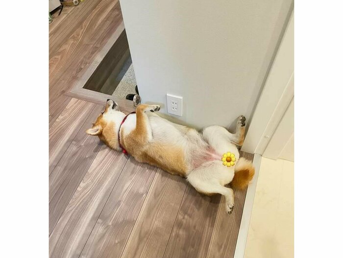 反対から見るとこんな体勢だった(提供:柴犬はらみさん)