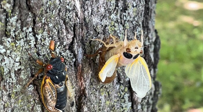 左が成虫、右が羽化の最中のセミ