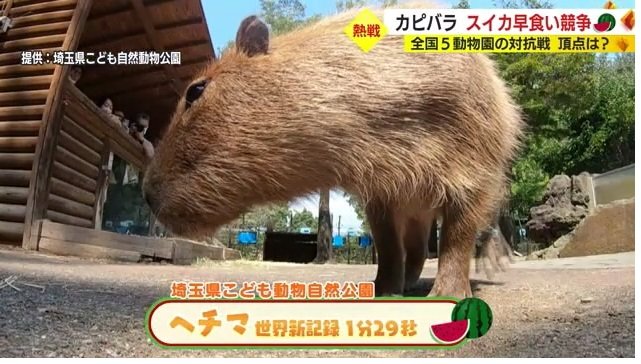 ワールドレコードで優勝したヘチマ