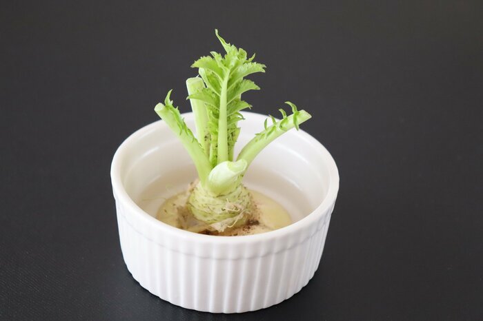 エコ栽培で葉も楽しもう