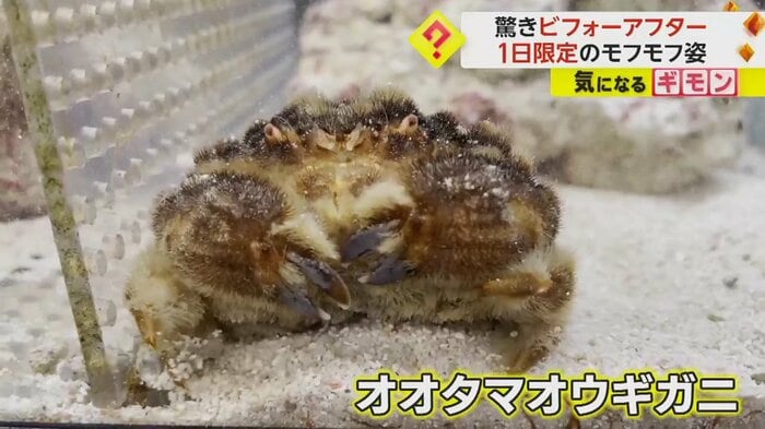 (すさみ町立エビとカニの水族館)