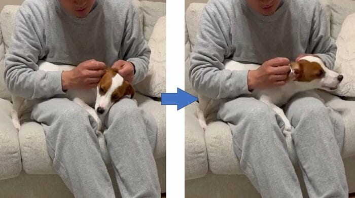 耳掃除があまり好きではないとろろくん。綿棒が耳に当たると嫌がる